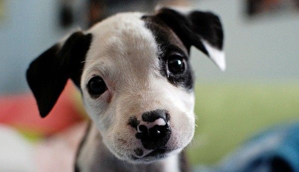 cute puppy